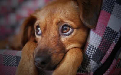 Les maladies de peau chez les chiens : comment les traiter ?